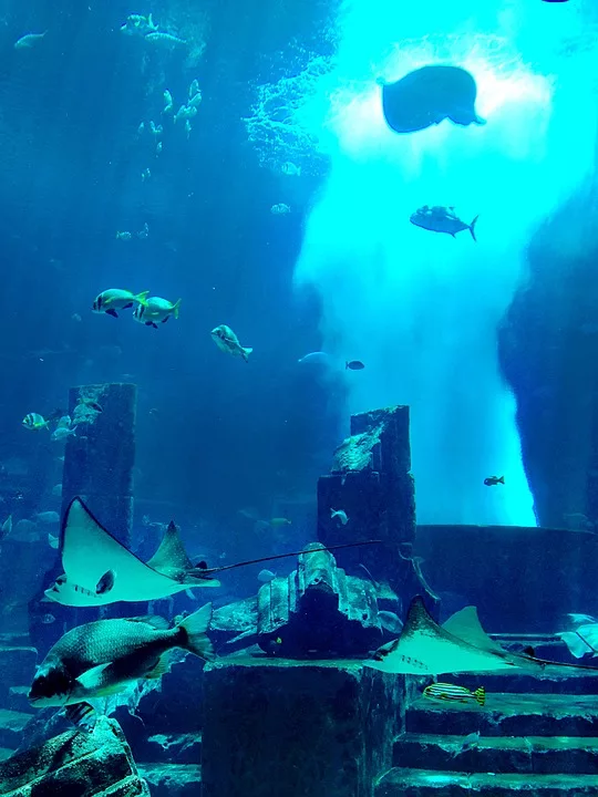 Аквариум и подводен зоопарк в Дубай