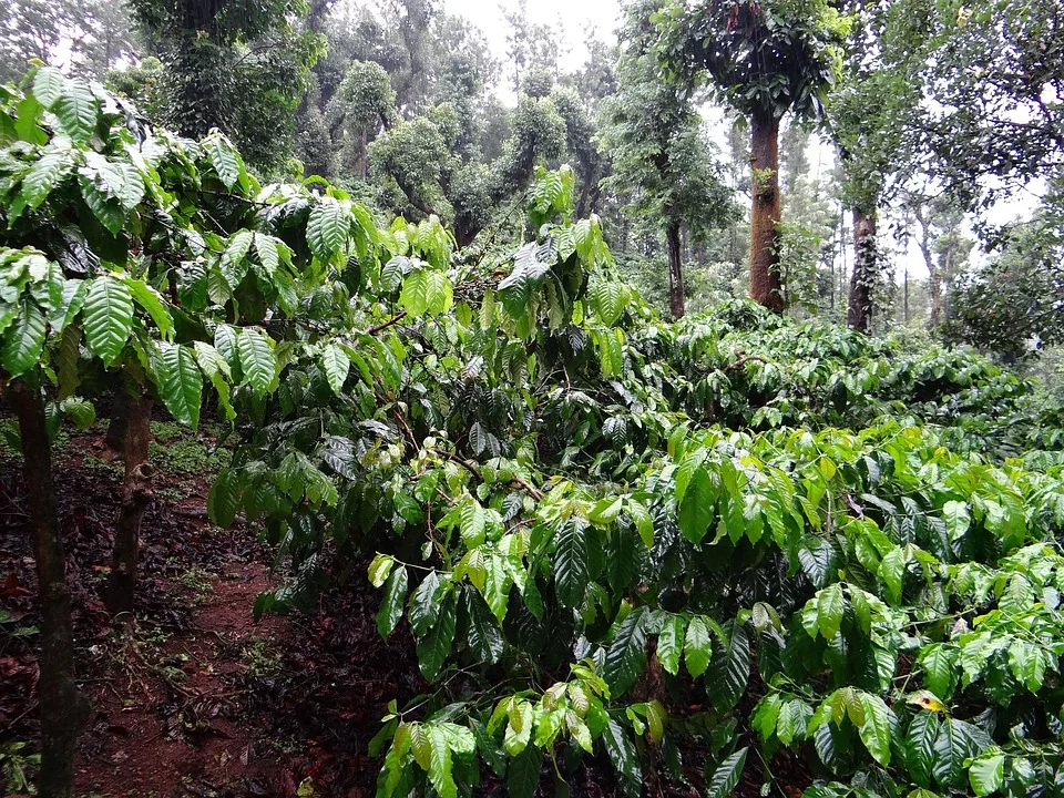 Кафе плантация, Колумбия
