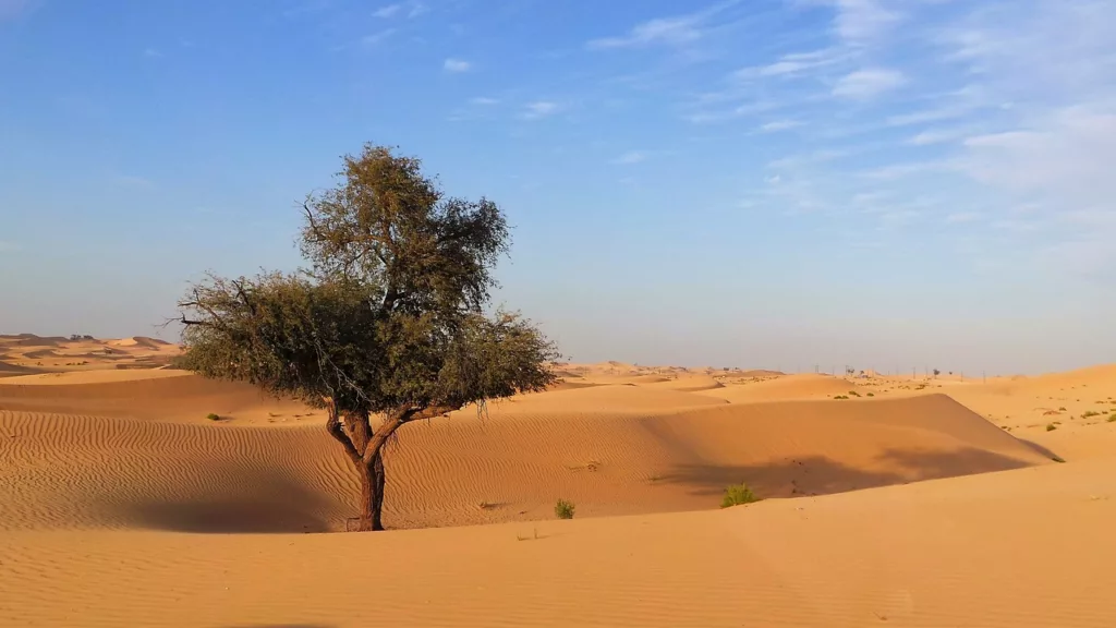 Пустиня в Абу Даби
