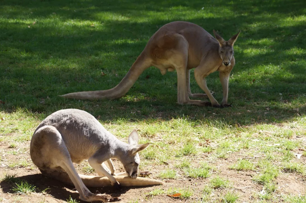 Зоопарк Сидни, Австралия